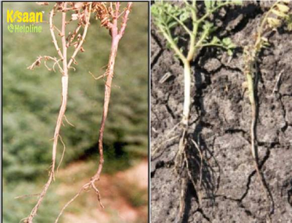 फसलों में होने वाला रोग गलन (सड़न) व कॉलर सड़न के बचाव हेतू जैविक तरीका